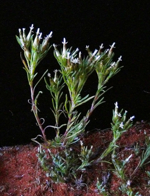 APII jpeg image of Rhodanthe pygmaea  © contact APII