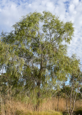 APII jpeg image of Santalum murrayanum  © contact APII