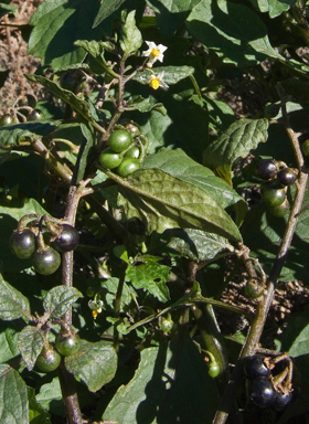 APII jpeg image of Solanum nigrum  © contact APII
