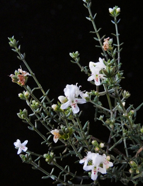 APII jpeg image of Westringia rigida  © contact APII