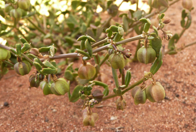 APII jpeg image of Roepera iodocarpa  © contact APII
