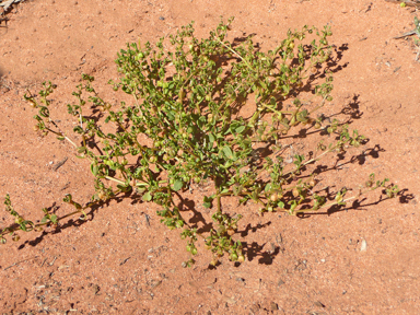 APII jpeg image of Roepera iodocarpa  © contact APII