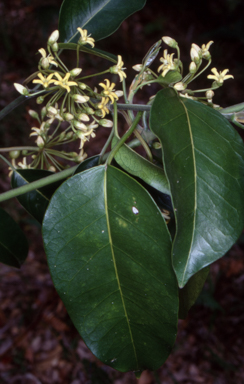 APII jpeg image of Leichhardtia rostrata  © contact APII