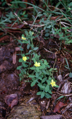 APII jpeg image of Hypericum japonicum  © contact APII