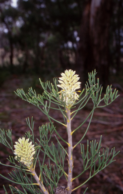 APII jpeg image of Petrophile pulchella  © contact APII