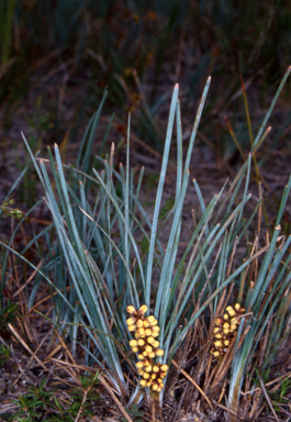 APII jpeg image of Lomandra glauca  © contact APII