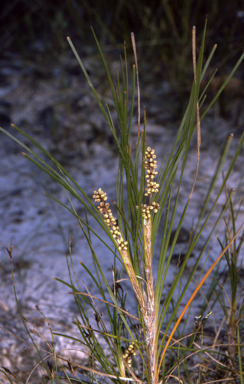 APII jpeg image of Lomandra multiflora subsp. multiflora  © contact APII