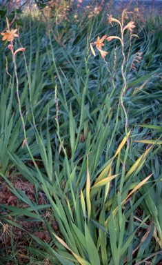 APII jpeg image of Watsonia meriana  © contact APII
