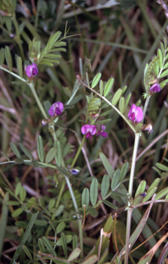 APII jpeg image of Vicia sativa subsp. nigra  © contact APII