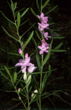 APII jpeg image of Crowea exalata subsp. magnifolia  © contact APII