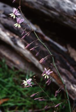 APII jpeg image of Arthropodium milleflorum  © contact APII