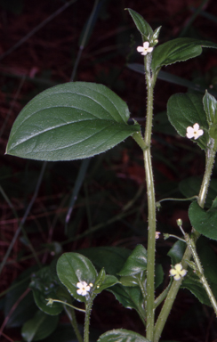 APII jpeg image of Hackelia latifolia  © contact APII