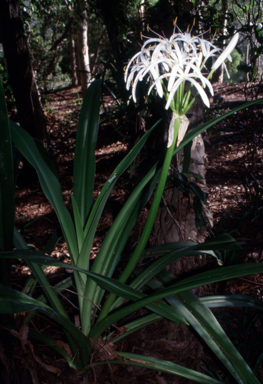 APII jpeg image of Crinum pedunculatum  © contact APII