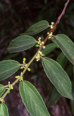 APII jpeg image of Trema tomentosa var. aspera  © contact APII