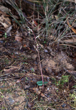 APII jpeg image of Acianthus exsertus  © contact APII