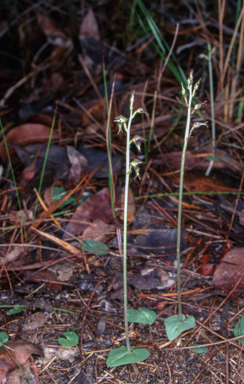 APII jpeg image of Acianthus fornicatus  © contact APII