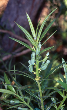 APII jpeg image of Podocarpus spinulosus  © contact APII