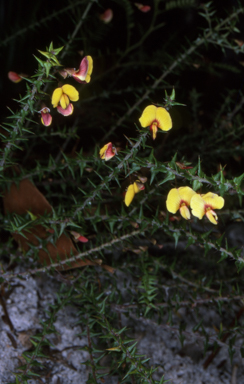 APII jpeg image of Bossiaea cinerea  © contact APII