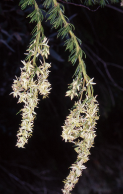 APII jpeg image of Haloragodendron monospermum  © contact APII