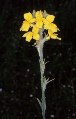APII jpeg image of Goodenia glomerata  © contact APII