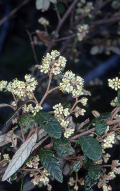 APII jpeg image of Pomaderris betulina subsp. betulina  © contact APII