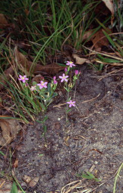 APII jpeg image of Schenkia australis  © contact APII