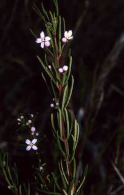 APII jpeg image of Zieria laevigata  © contact APII