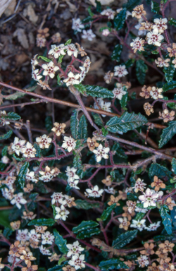 APII jpeg image of Commersonia hermanniifolia  © contact APII
