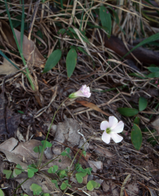 APII jpeg image of Oxalis incarnata  © contact APII