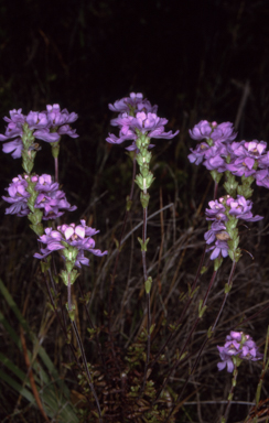 APII jpeg image of Euphrasia collina subsp. collina  © contact APII