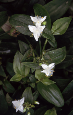 APII jpeg image of Tradescantia fluminensis  © contact APII