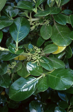 APII jpeg image of Coprosma repens  © contact APII