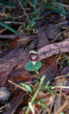 APII jpeg image of Corybas pruinosus  © contact APII