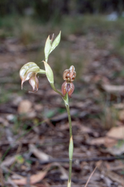 APII jpeg image of Pterostylis calceolus  © contact APII