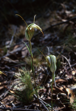 APII jpeg image of Pterostylis revoluta  © contact APII