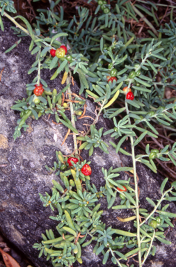 APII jpeg image of Enchylaena tomentosa  © contact APII