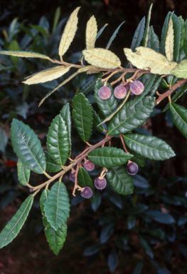 APII jpeg image of Elaeocarpus holopetalus  © contact APII