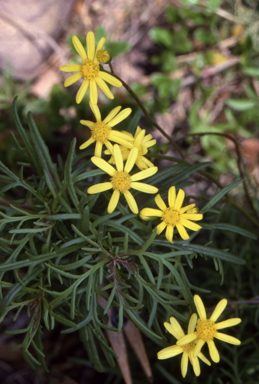 APII jpeg image of Senecio pinnatifolius var. pinnatifolius  © contact APII