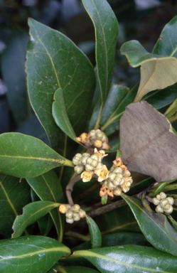 APII jpeg image of Avicennia marina subsp. australasica  © contact APII