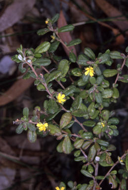 APII jpeg image of Hibbertia aspera subsp. aspera  © contact APII