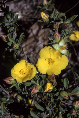 APII jpeg image of Hibbertia obtusifolia  © contact APII