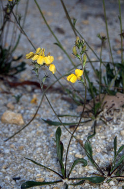 APII jpeg image of Goodenia bellidifolia subsp. bellidifolia  © contact APII