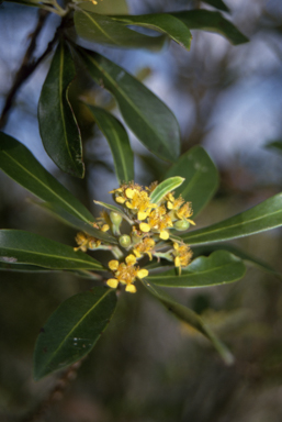 APII jpeg image of Tristaniopsis laurina  © contact APII