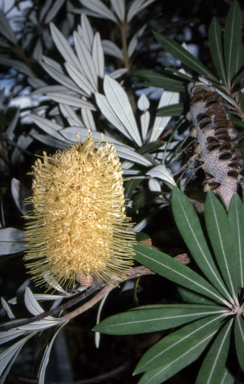 APII jpeg image of Banksia integrifolia subsp. integrifolia  © contact APII