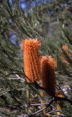 APII jpeg image of Banksia ericifolia subsp. ericifolia  © contact APII