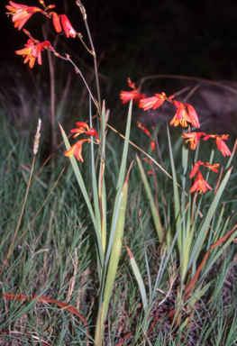 APII jpeg image of Crocosmia X c  © contact APII