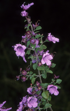APII jpeg image of Prostanthera incisa  © contact APII