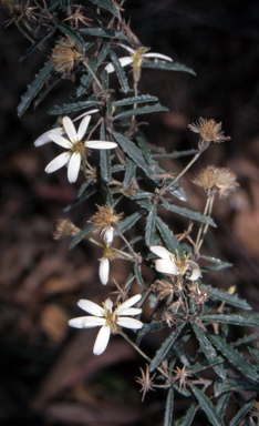 APII jpeg image of Olearia erubescens  © contact APII