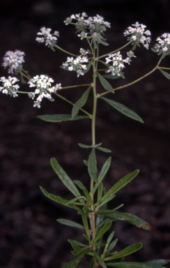 APII jpeg image of Poranthera corymbosa  © contact APII