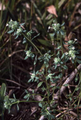 APII jpeg image of Poranthera microphylla  © contact APII